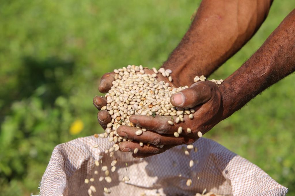 Agricultores familiares já podem aderir ao programa Garantia-Safra Inverno 2021/2022